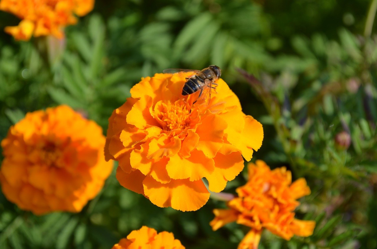 bee  flower  insect free photo