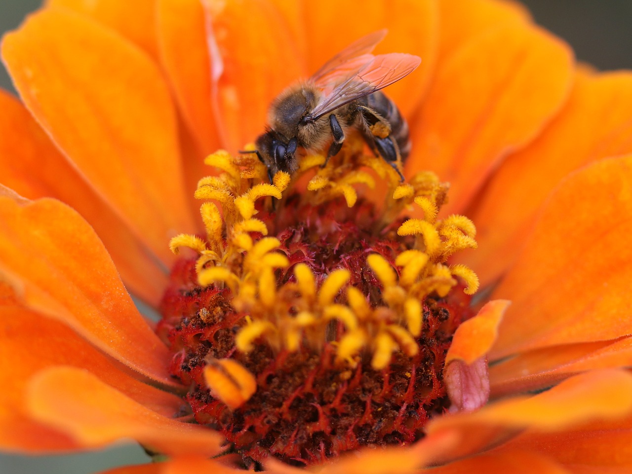 bee  carciumareasa  flower free photo