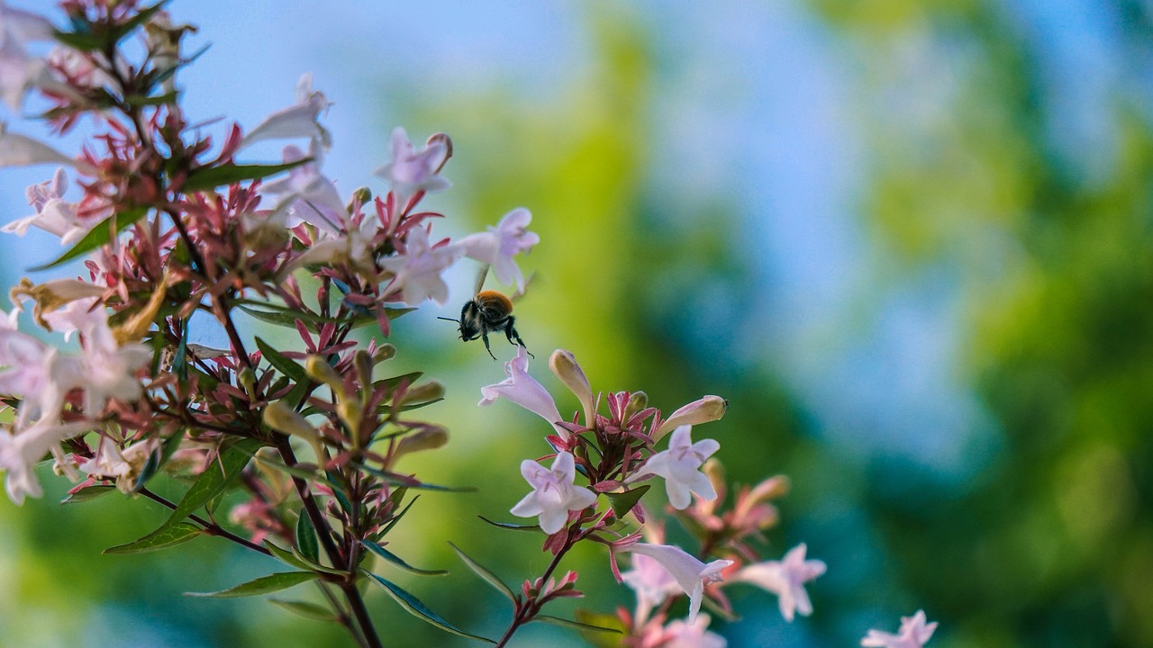 bee  insect  flower free photo