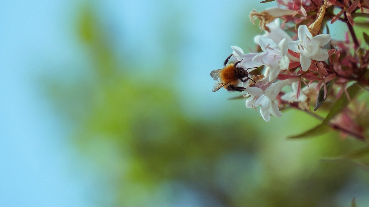 bee  flower  pollen free photo