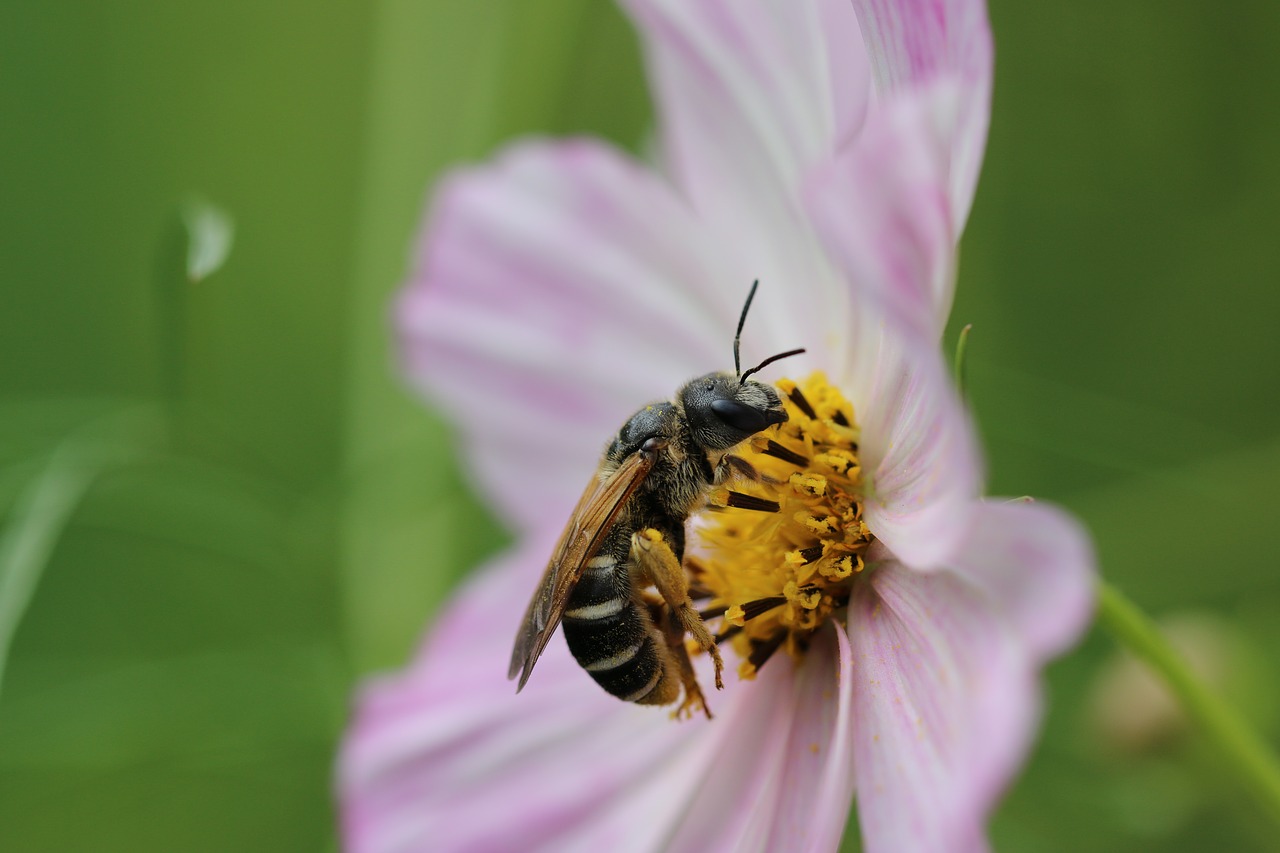 bee  hornet  insect free photo