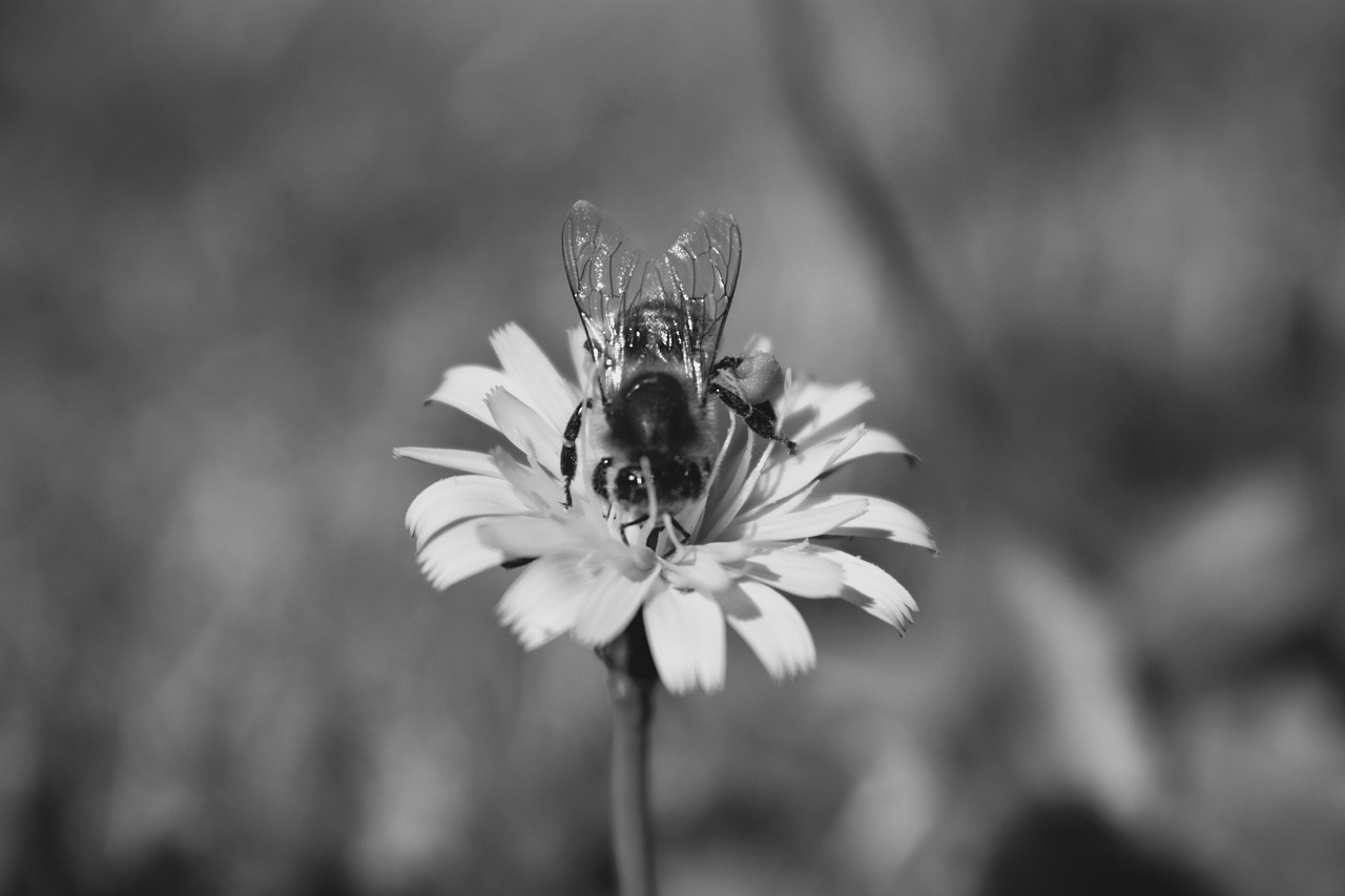 bee  flower  bug free photo