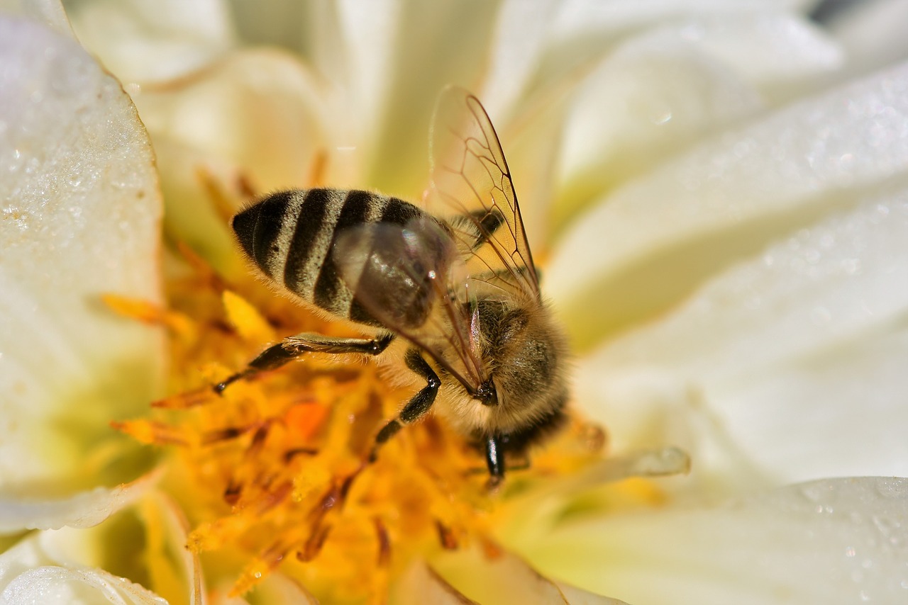 bee  honey bee  pollen free photo