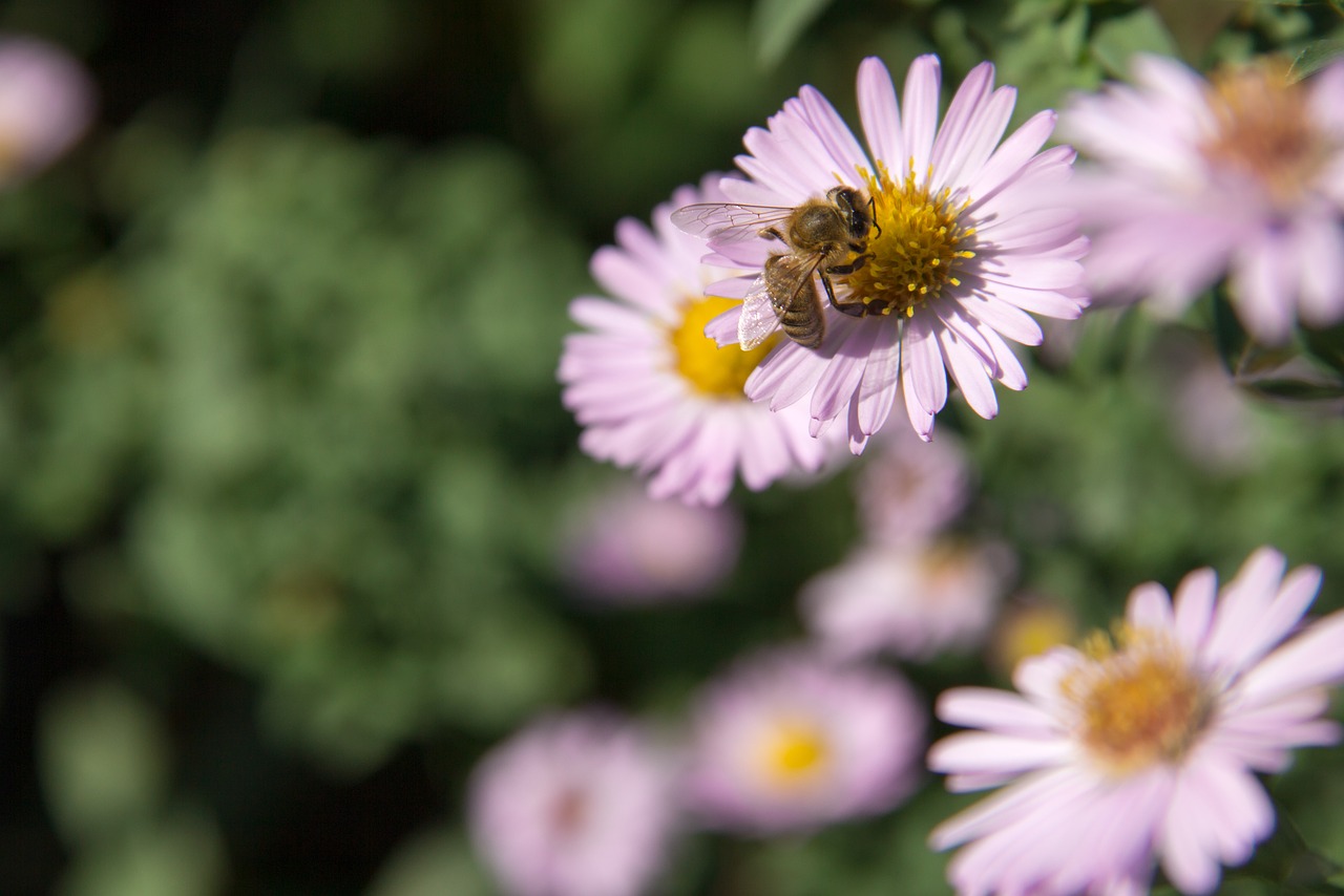 bee  flower  garden free photo