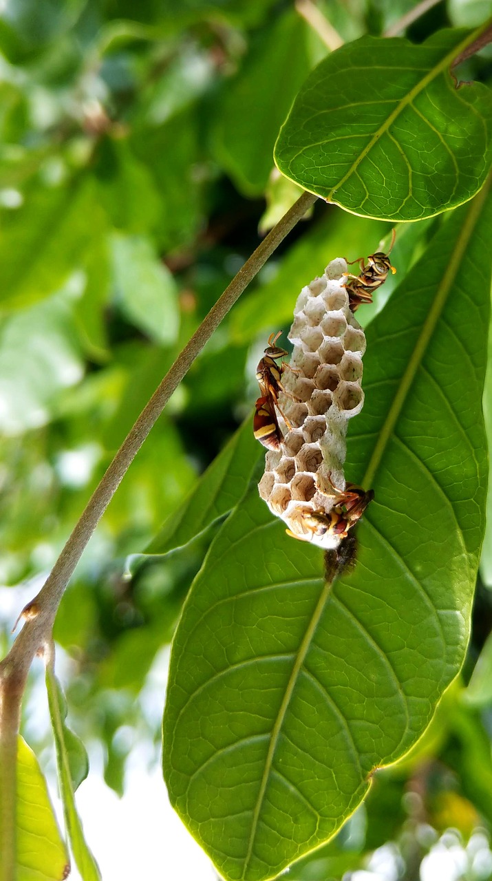 bee  honeycomb  the hive free photo