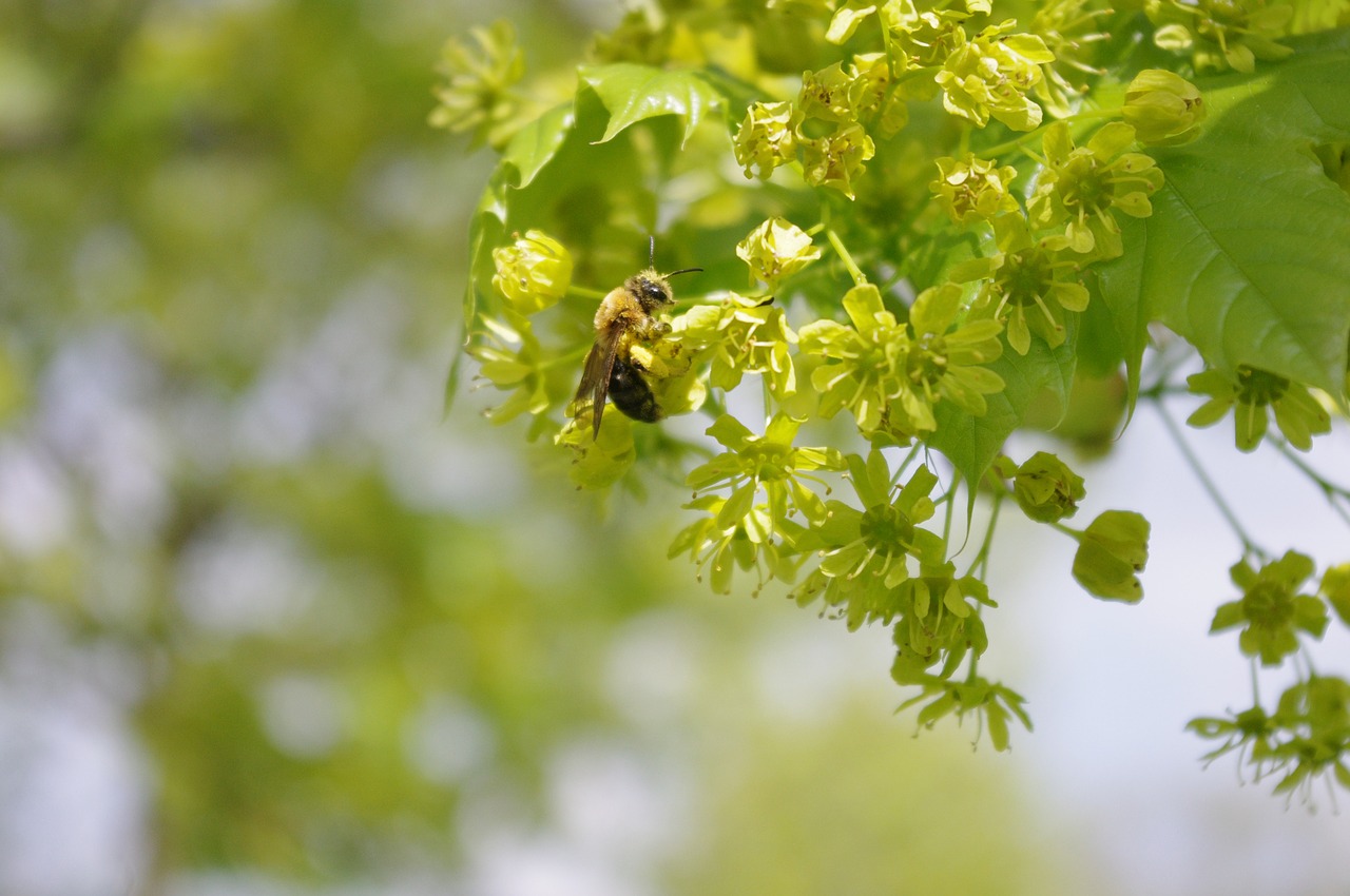 bee  tree  flower free photo