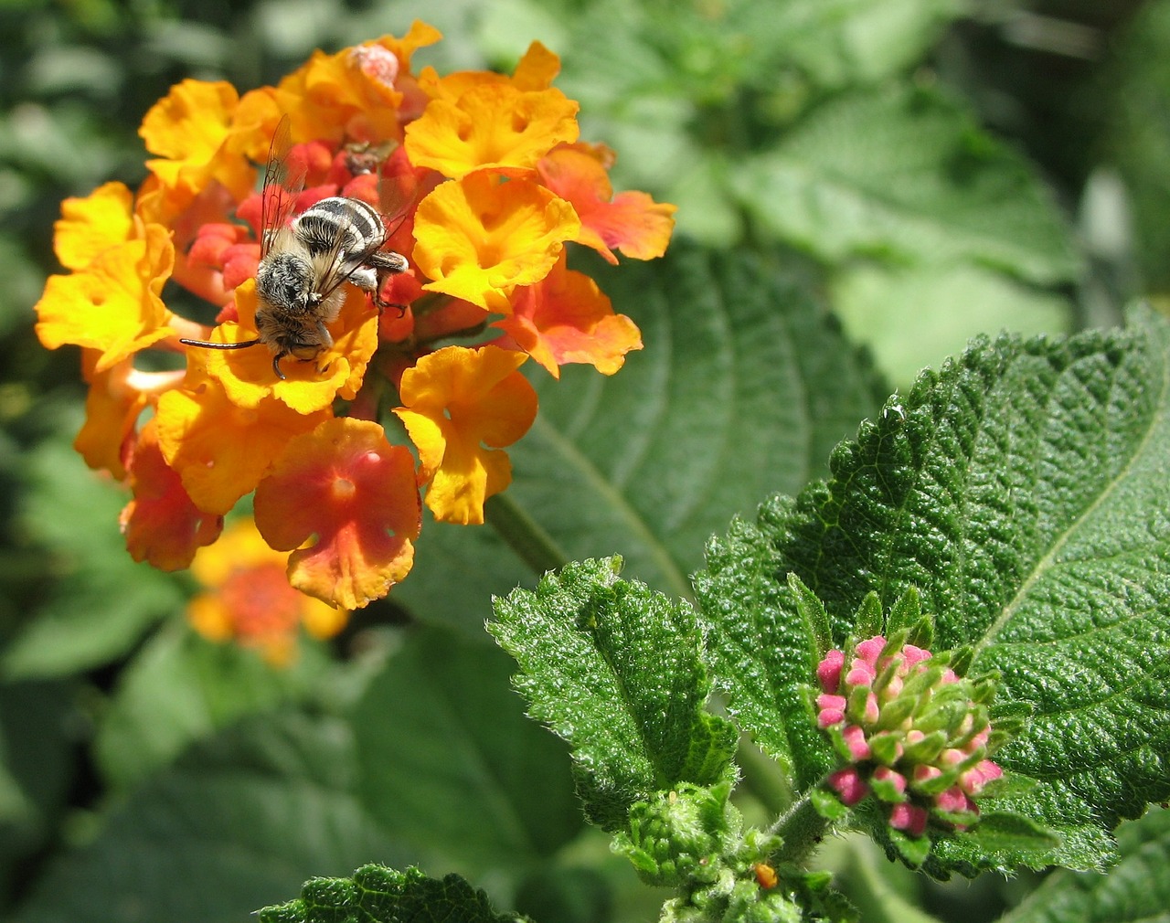 bee flower nature free photo