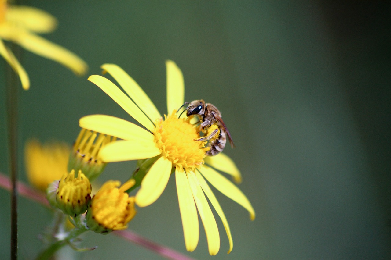 bee  flower  insects free photo