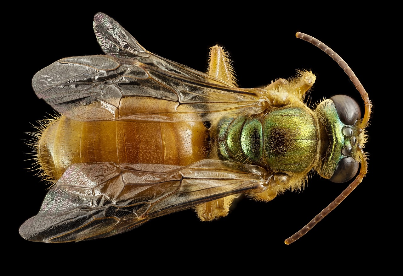 bee  sweat  macro free photo