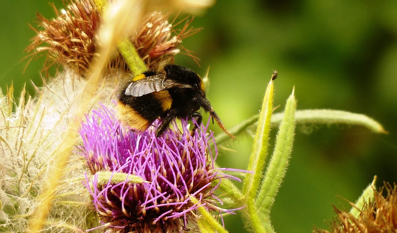 bee flower pollen free photo