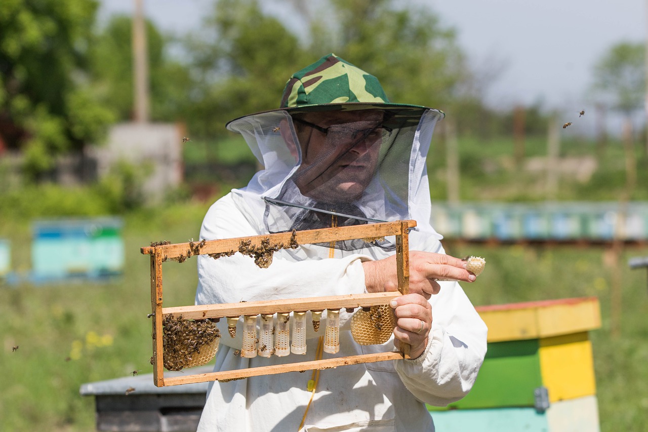 bee  beekeeper  the hive free photo