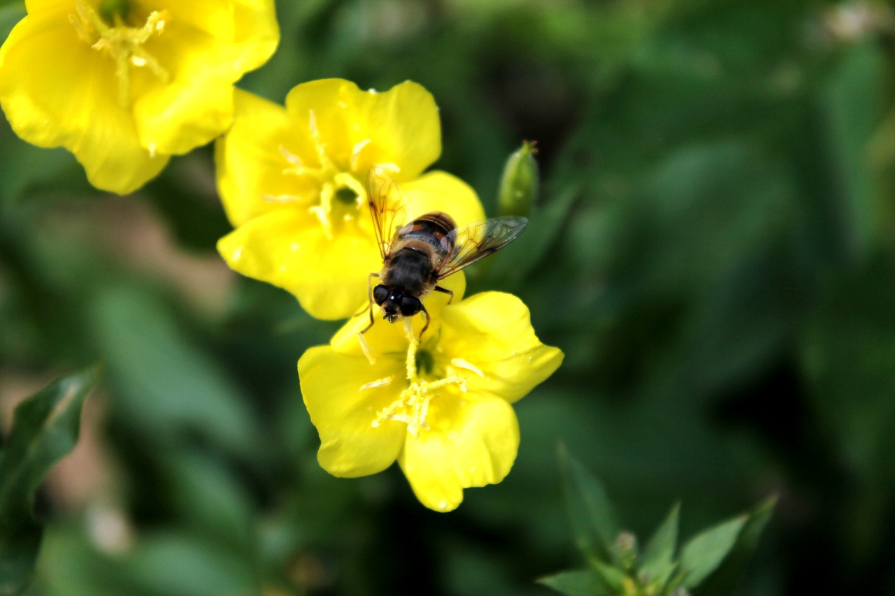 bee  flower  spring free photo