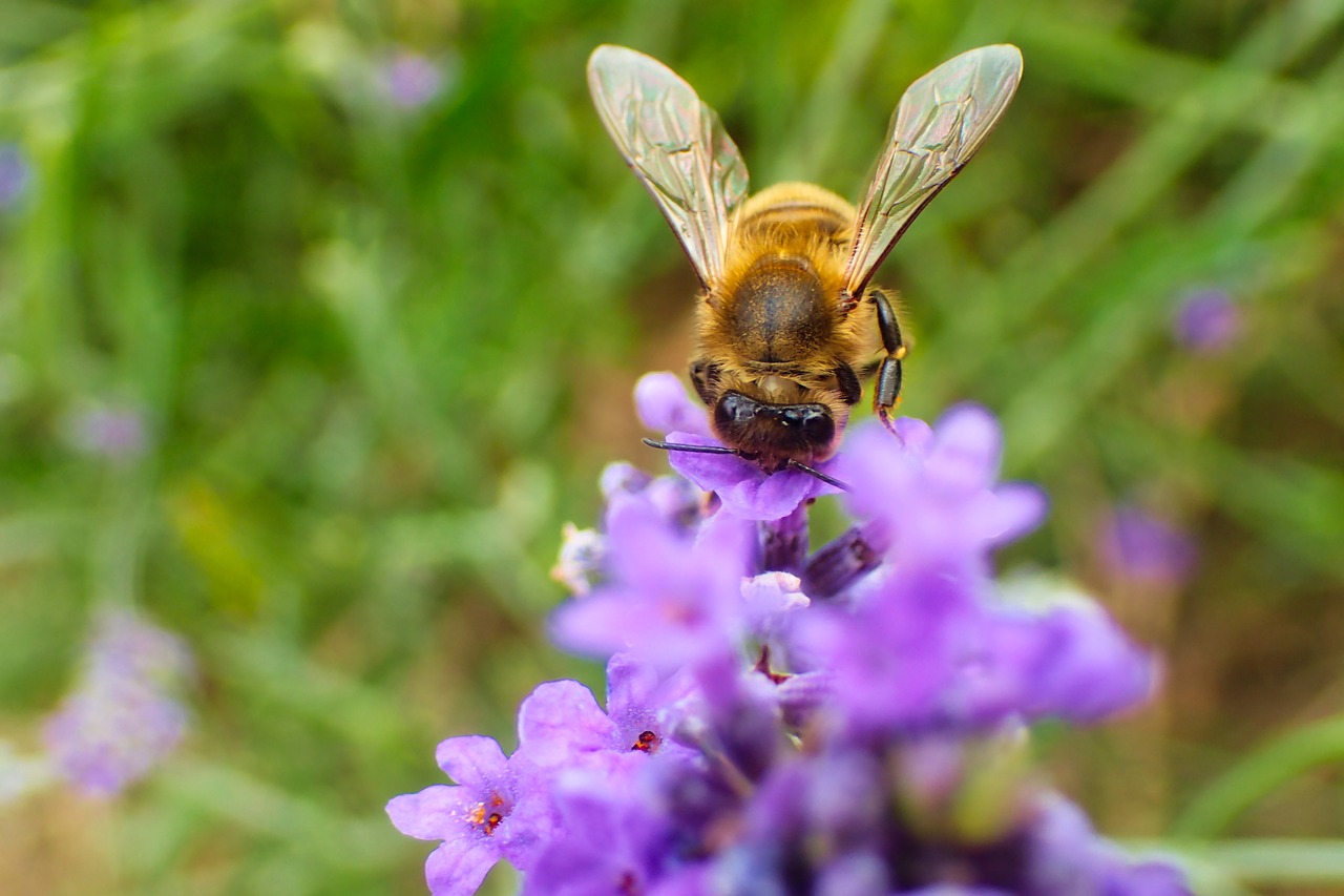 bee  lavender  beautiful free photo