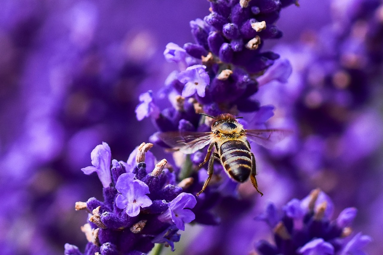 bee  flower  insect free photo