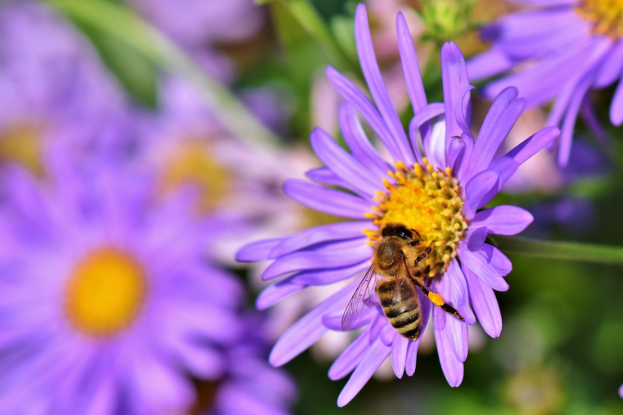 bee  honey bee  nectar free photo