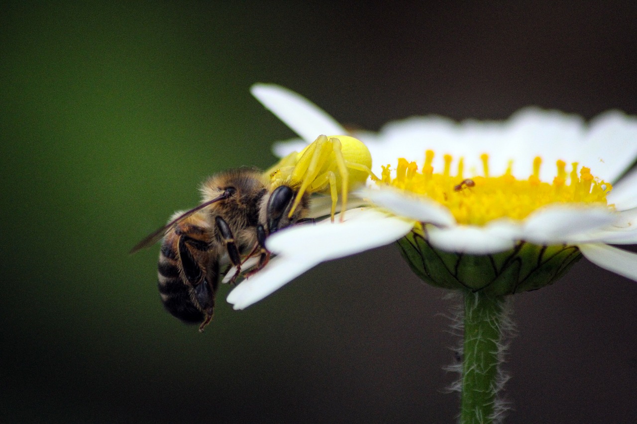 bee  spider  insect free photo