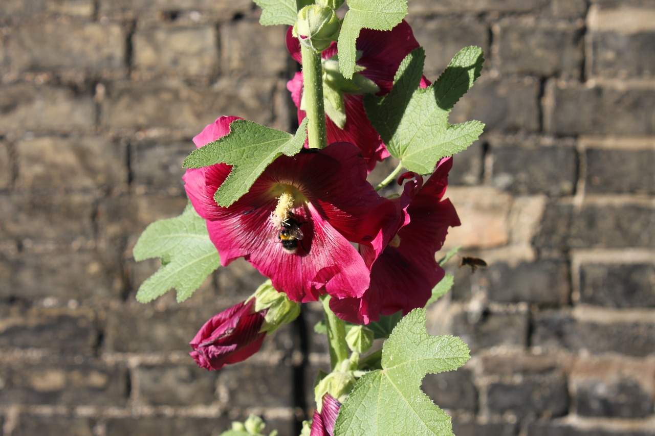 bee  flower  england free photo