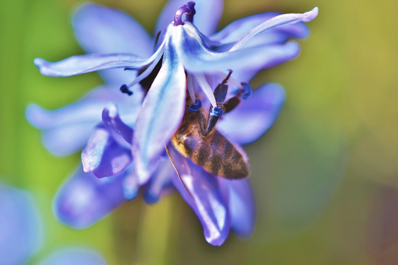 bee  honey bee  flower free photo