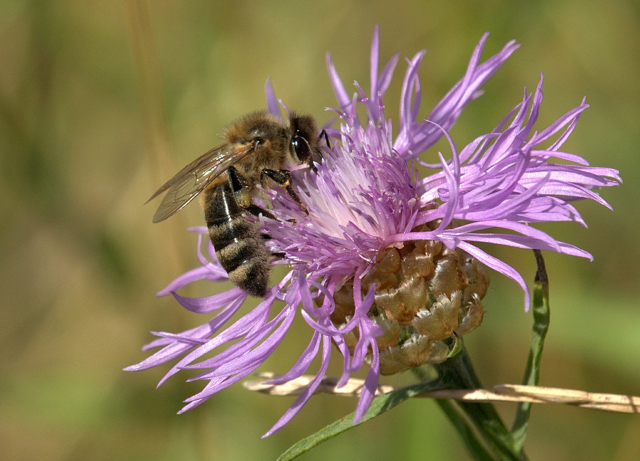 bee blossom bloom free photo