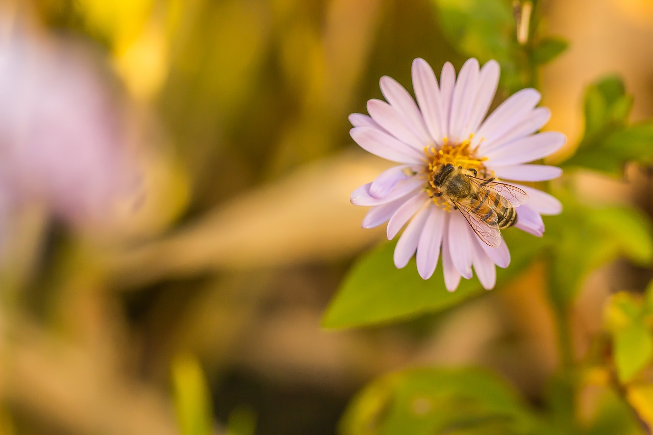 bee  pollination  flower free photo