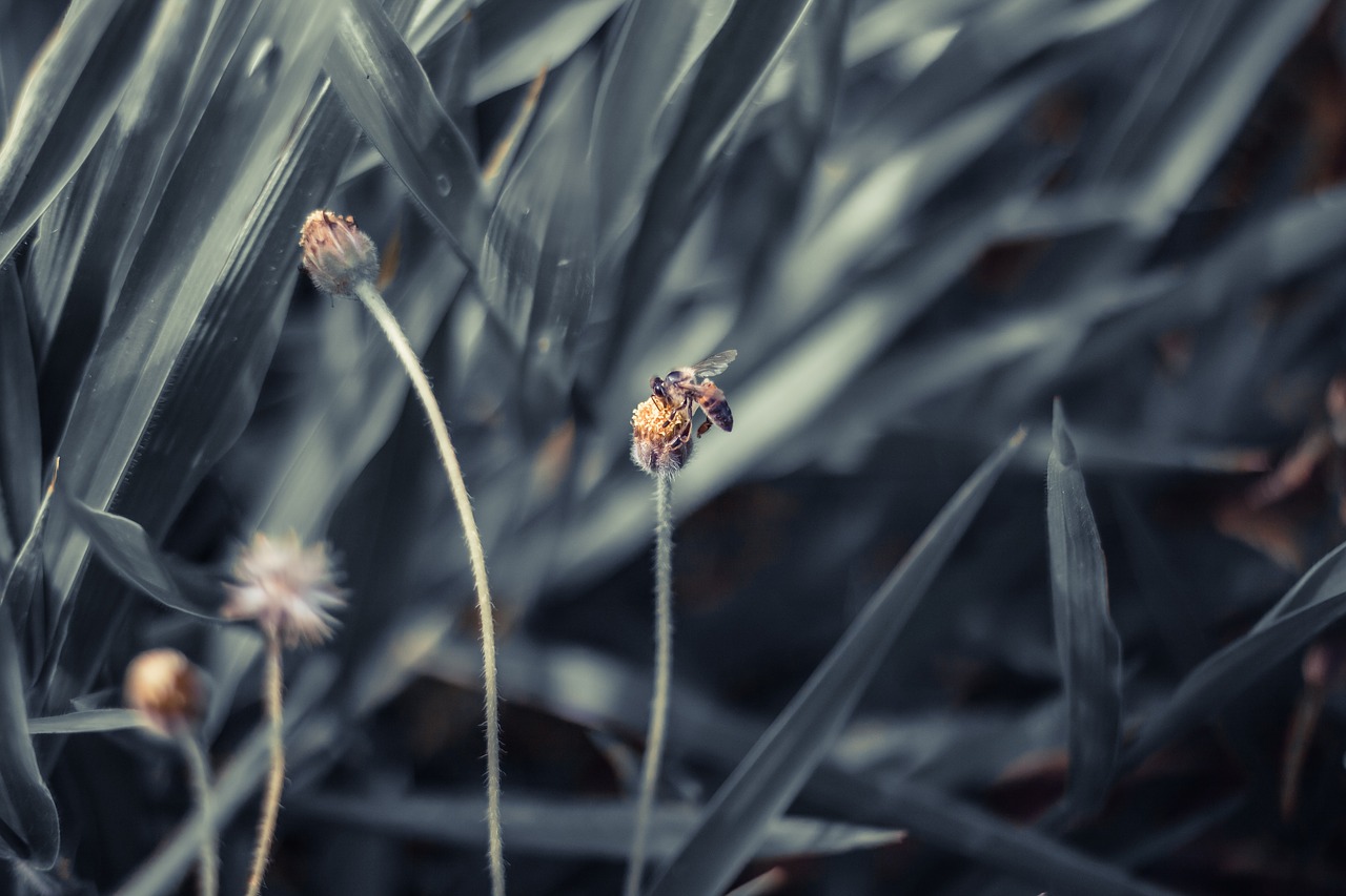 bee  flower  insect free photo