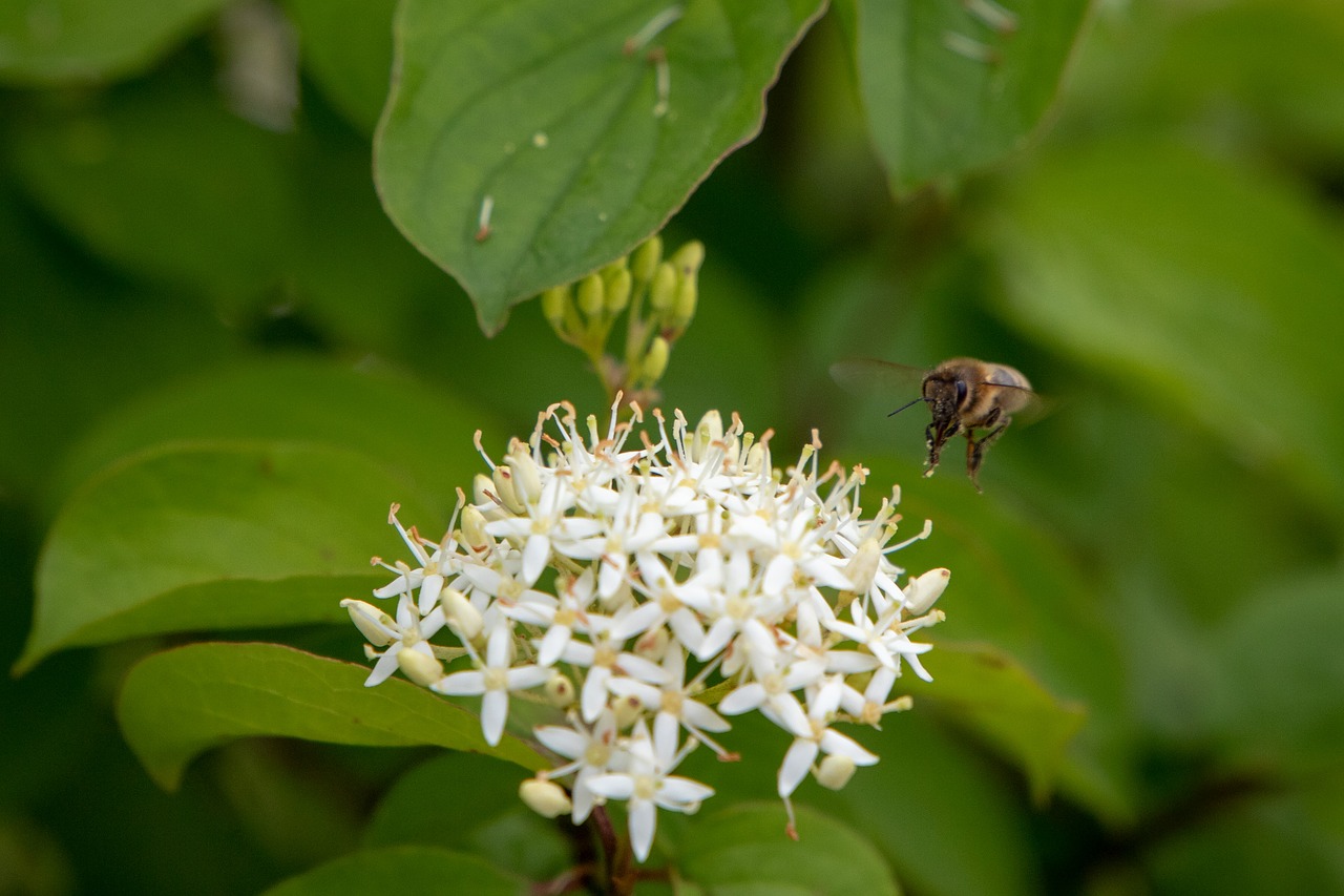 bee  flower  nature free photo