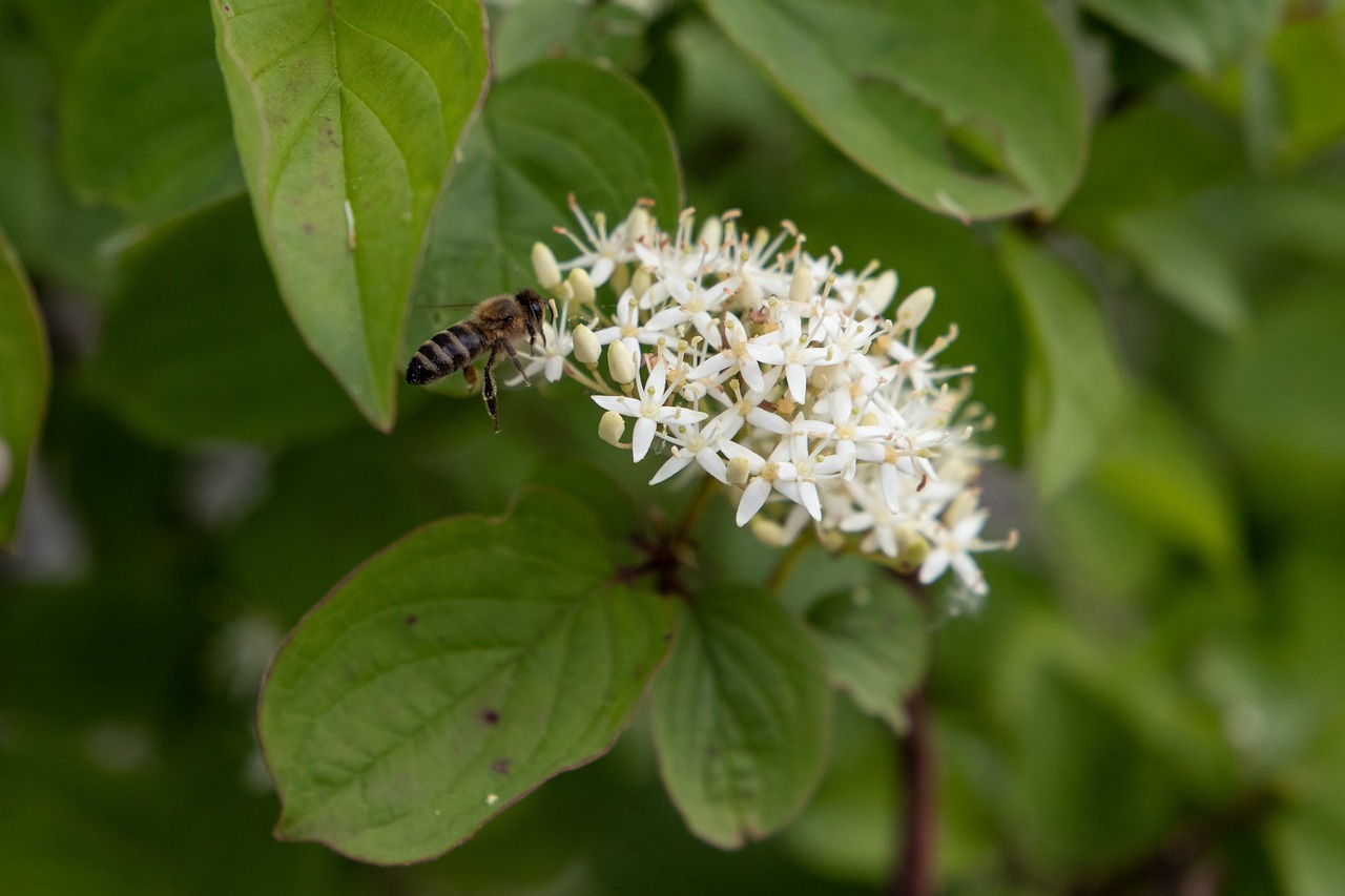 bee  flower  insect free photo