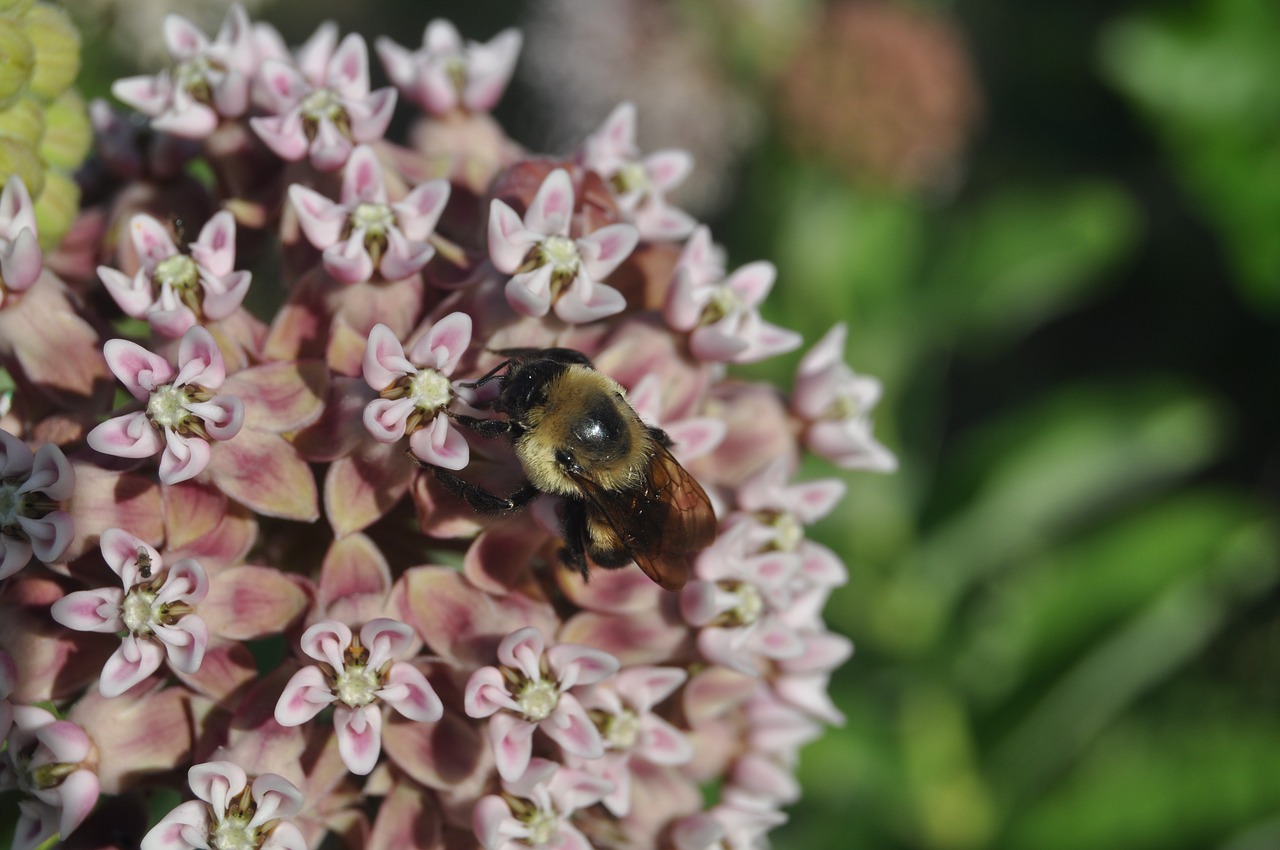 bee  flower  purple flower free photo