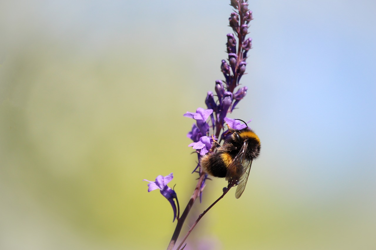 bee  flower  purple free photo