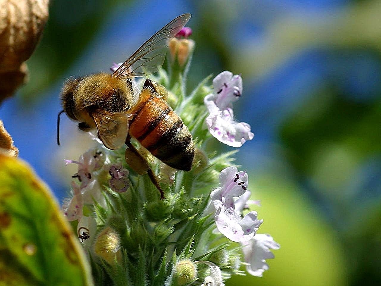 bee tail bees free photo