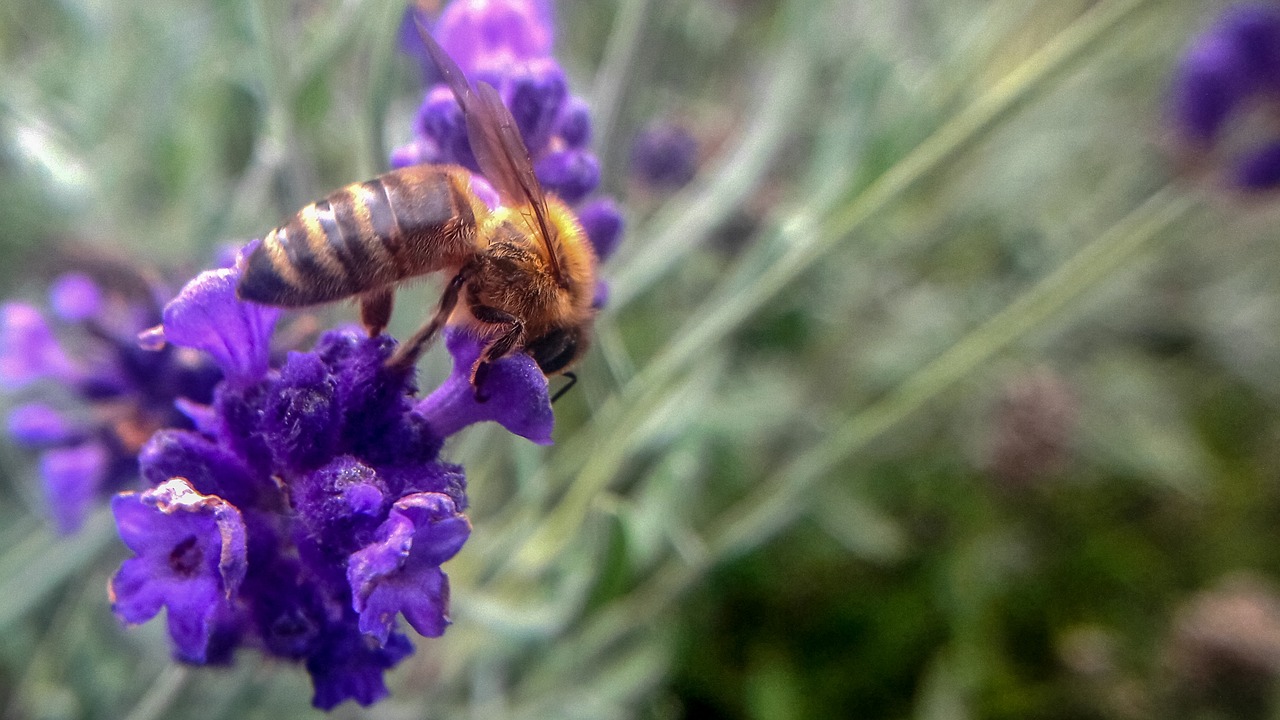 bee  flower  nature free photo