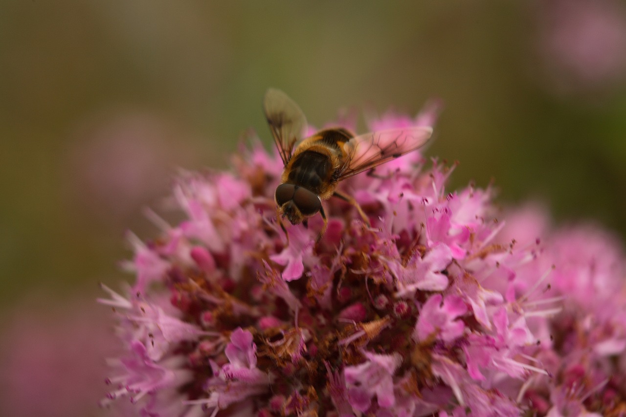 bee  pollen  flower free photo