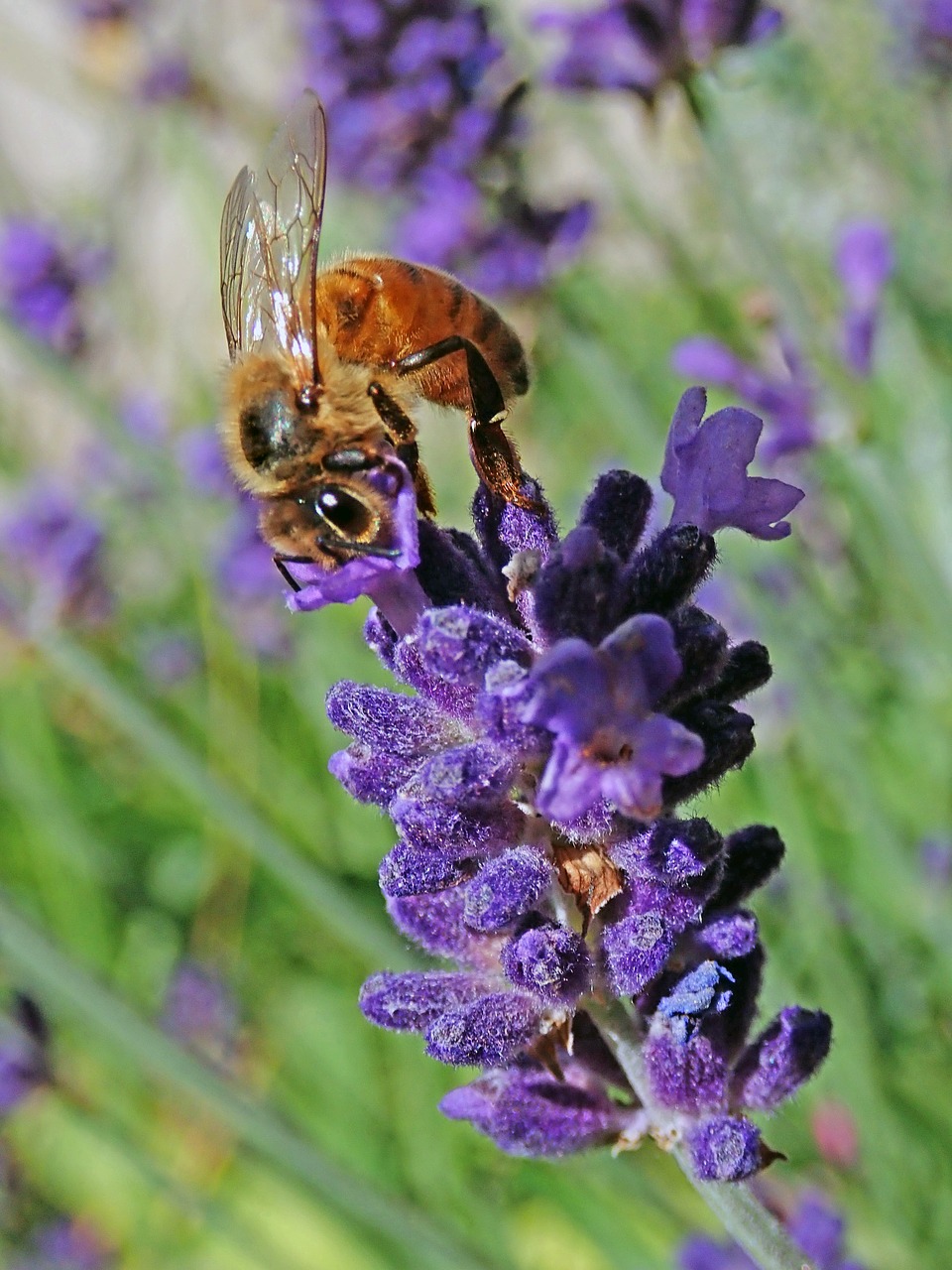 bee  insect  flower free photo