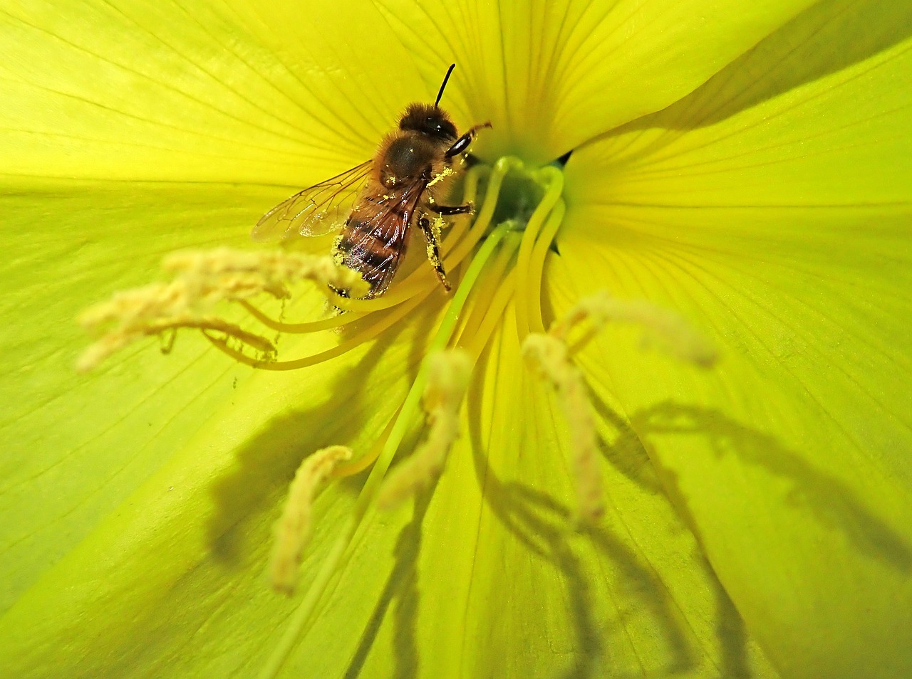 bee  insect  evening primrose free photo