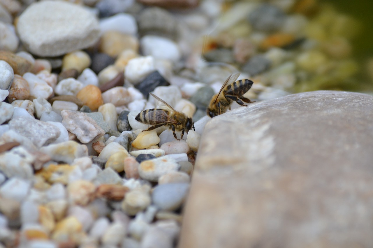 bee  pond  nature free photo