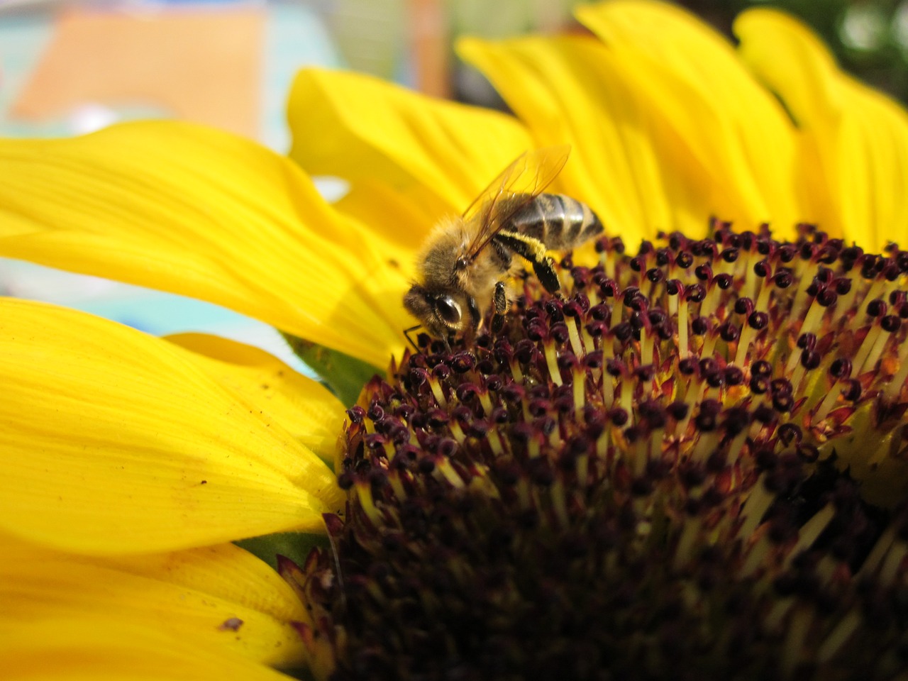 bee  sunflower  summer free photo