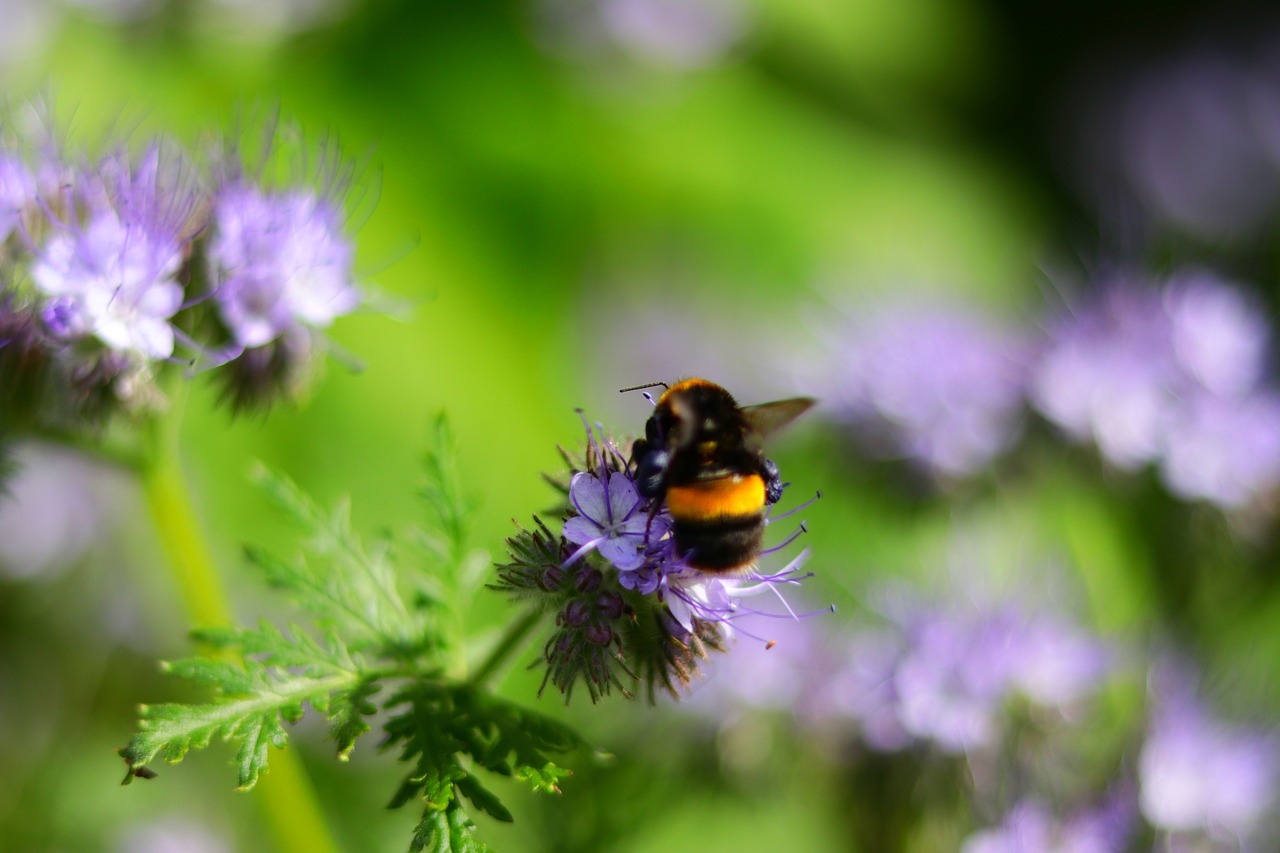 bee  nature  colours free photo