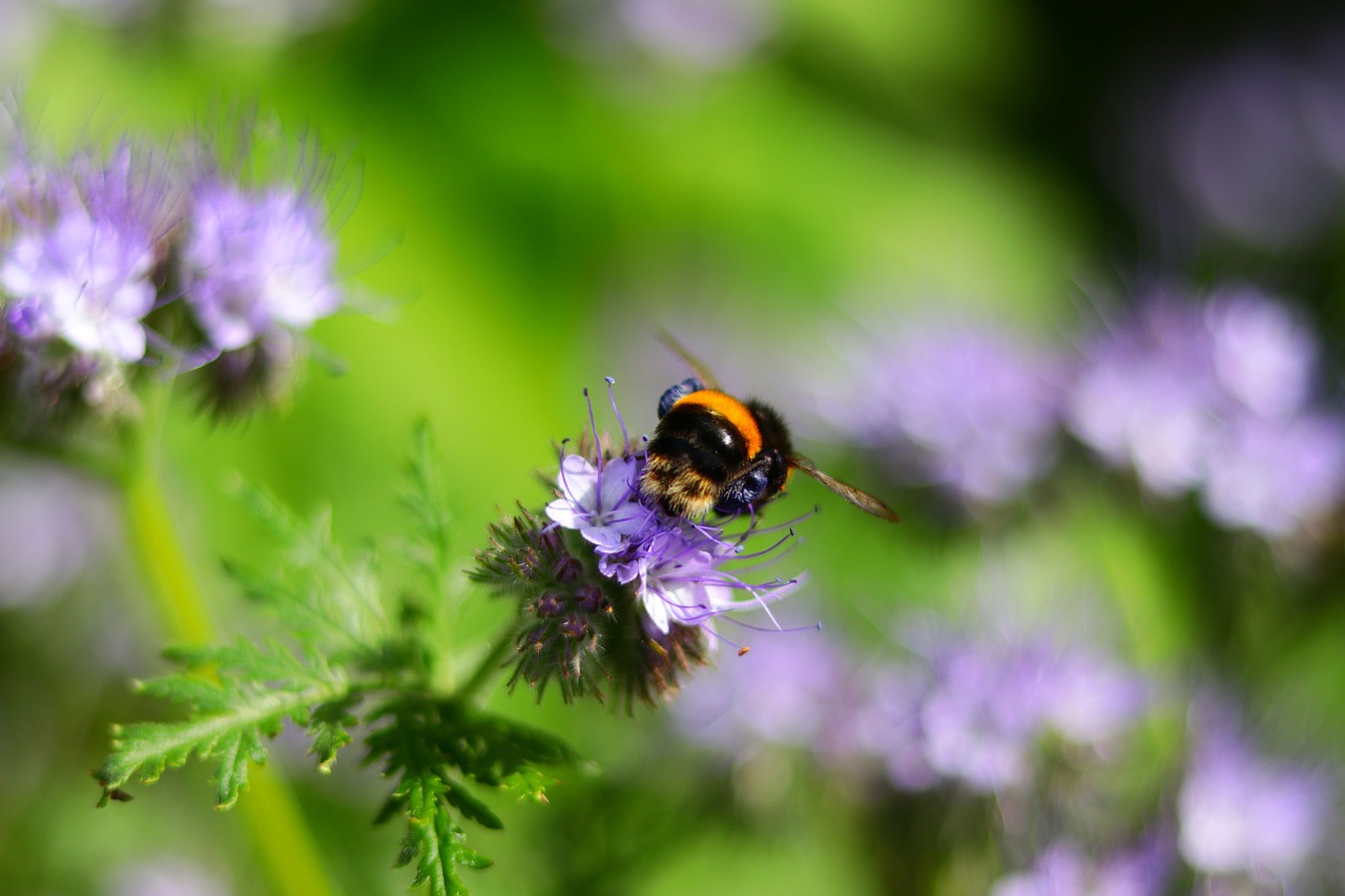 bee  garden  nature free photo