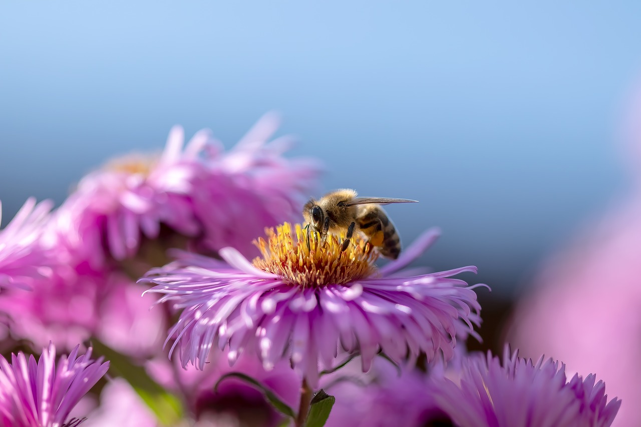 bee  flower  honey bee free photo