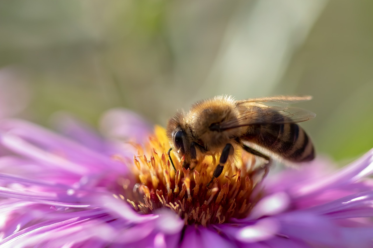 bee  flower  honey bee free photo