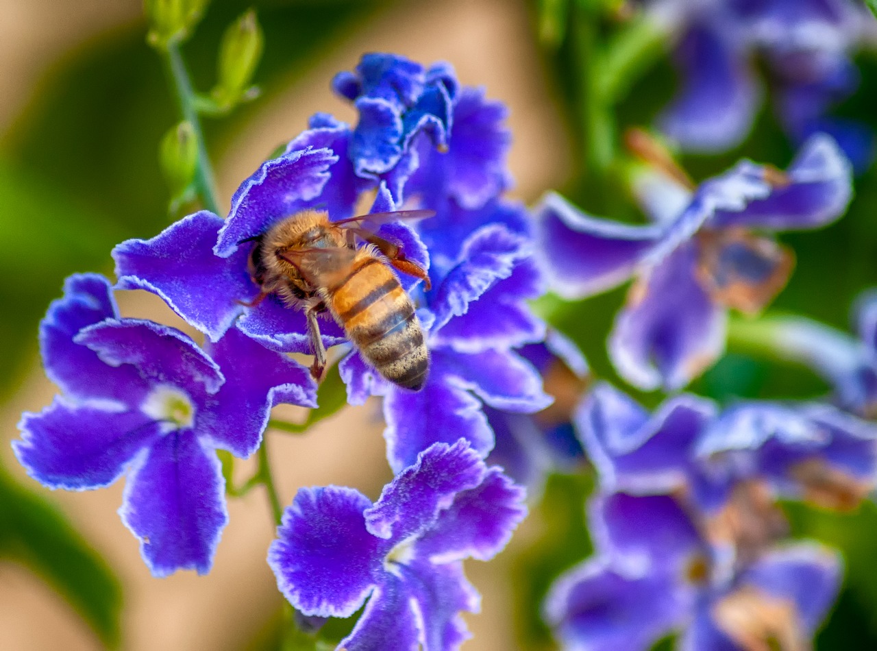 bee  flowers  flower free photo