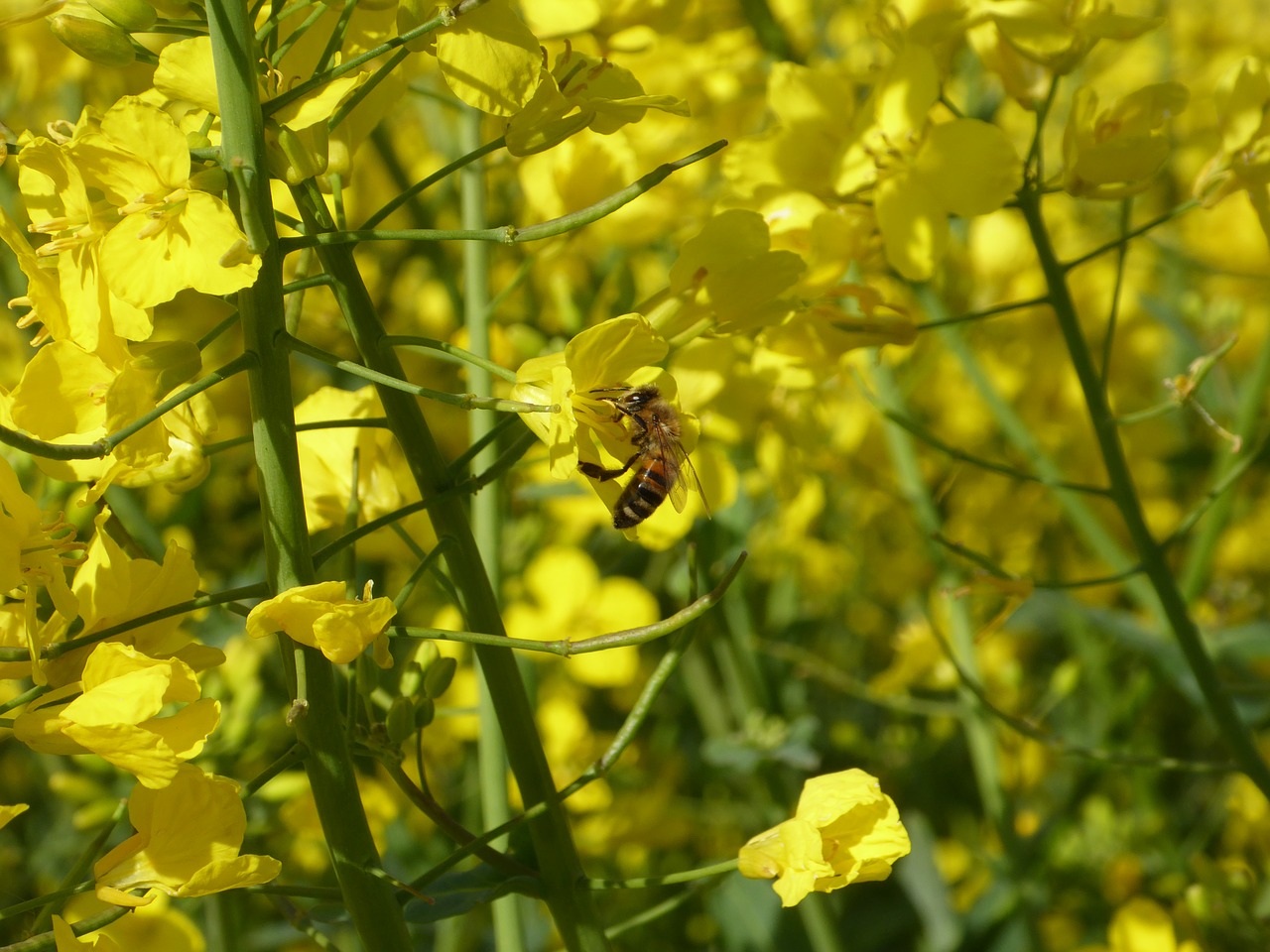 bee  oilseed rape  blossom free photo