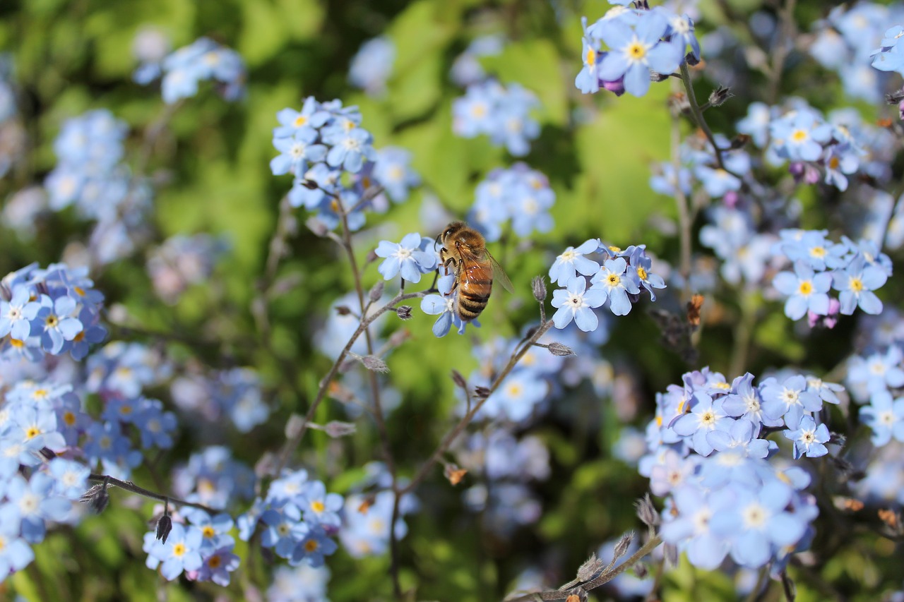 bee  flower  insect free photo