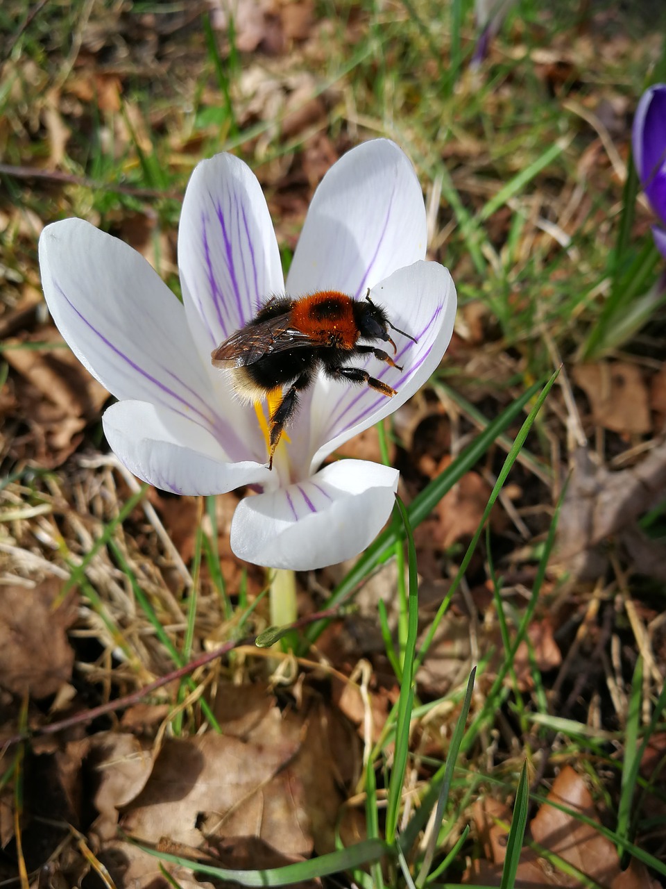 bee  flower  spring free photo