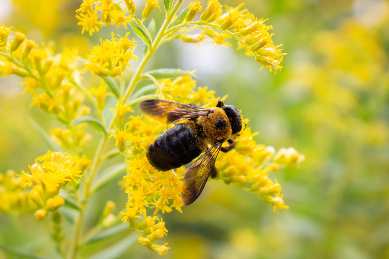 bee  flower  insect free photo