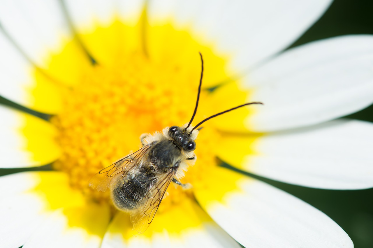 bee  flower  yellow free photo