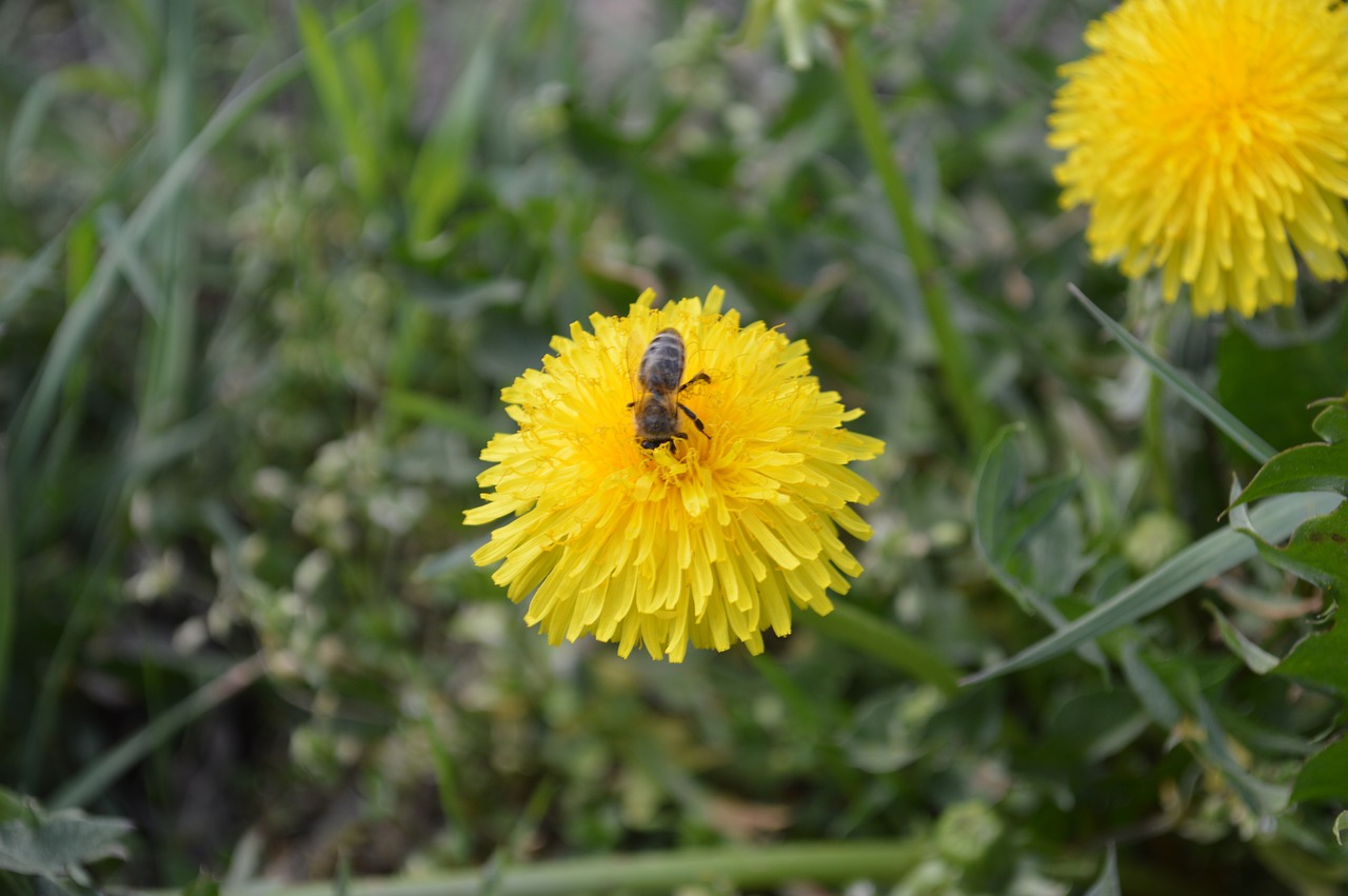 bee  flower  nature free photo