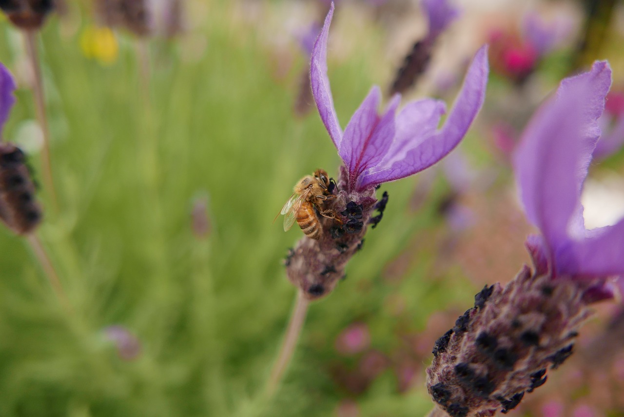 bee  purple flowers  flowers free photo