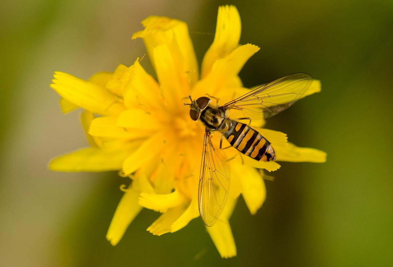 bee  flower  insect free photo