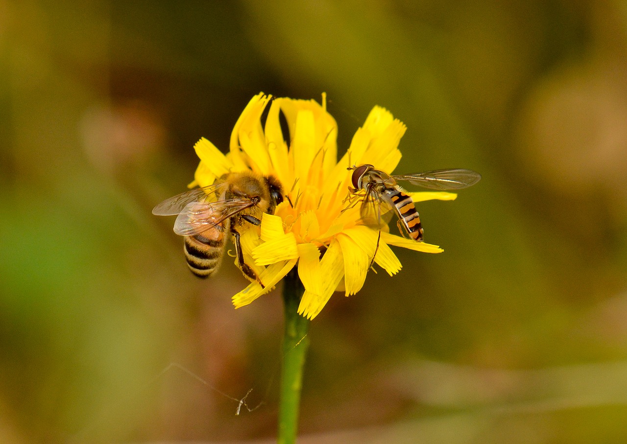 bee  flower  insect free photo